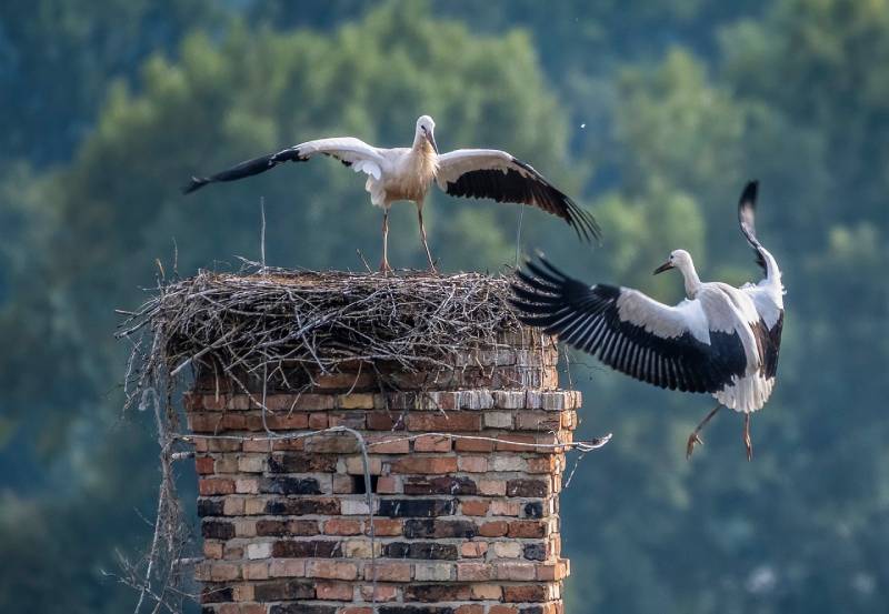 Professional Chimney Animal Removal Services in Elgin, Illinois