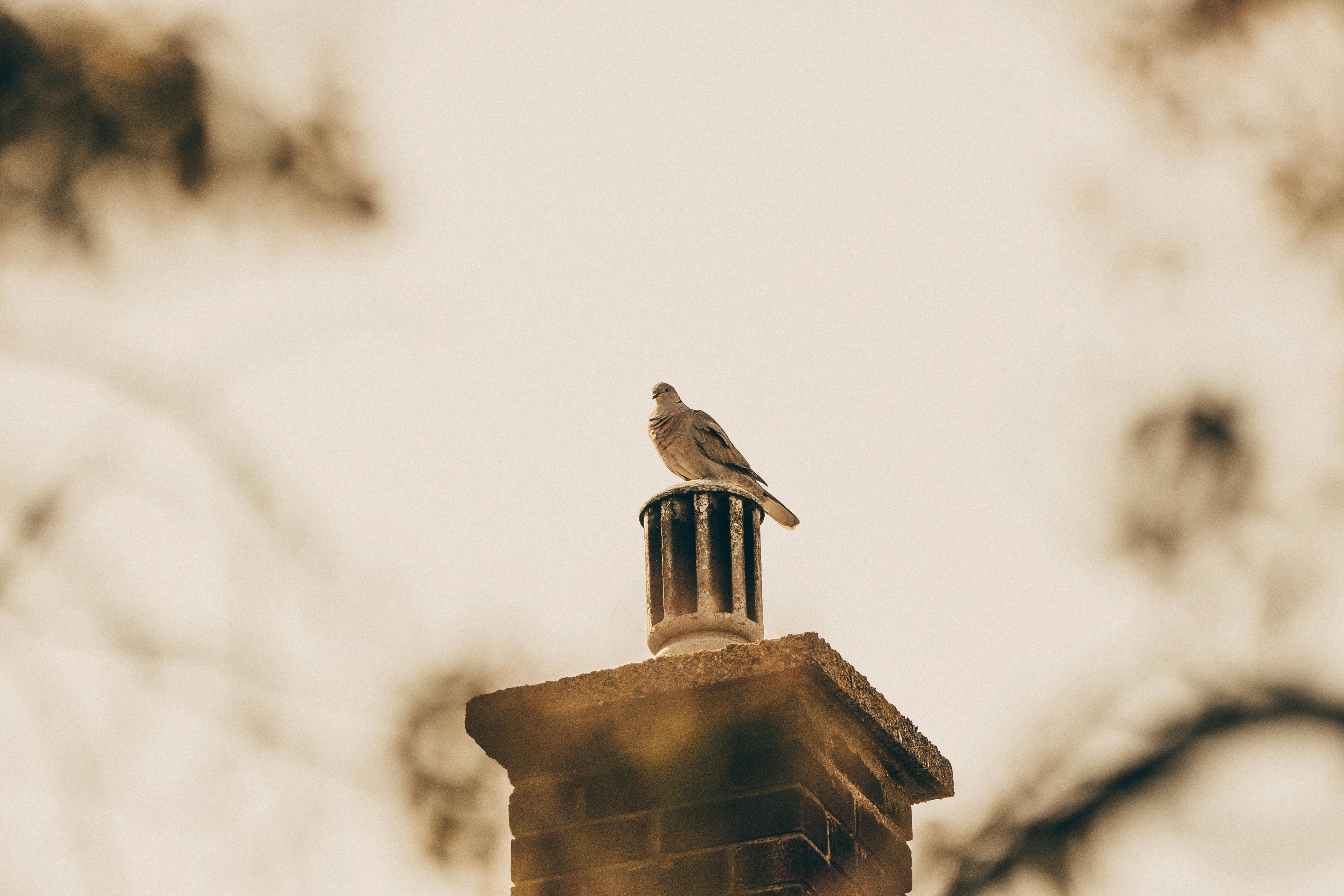 Expert Chimney Cap Installation in Elgin, Illinois